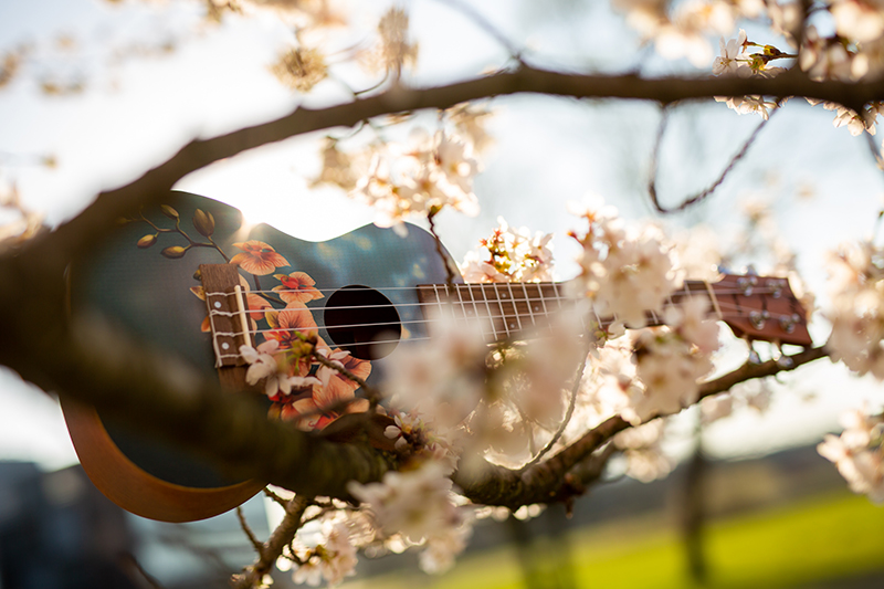 ukulele spring